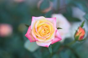 Flower Flora Rose