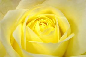 yellow flower Plants bud
