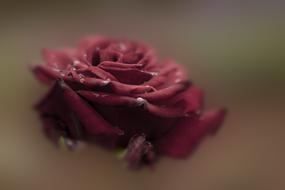 Rose Red Flower