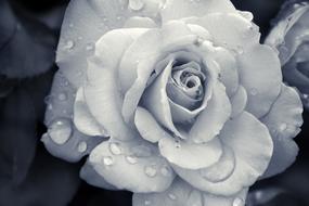 Flower Rose Nature