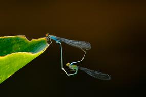Insect Dragonfly in Nature