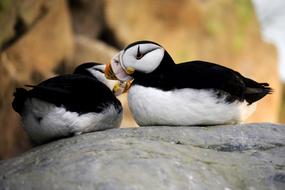 Puffins Couple Two