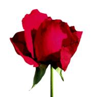 rose red isolated blossom bloom