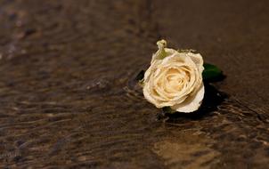 Rose White Water