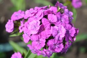 Flower Pink Sweet-William