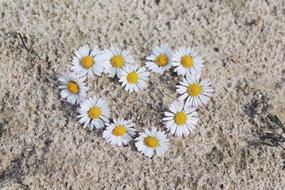 Daisy Flowers White