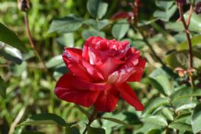 Rose Red Multicolored Green