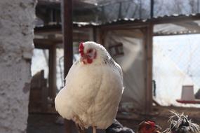 Chicken Principal Beautiful