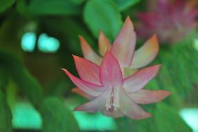 Spring Summer Blossom