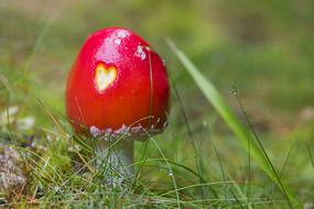 Fly-Agaric Mushroom Landscape