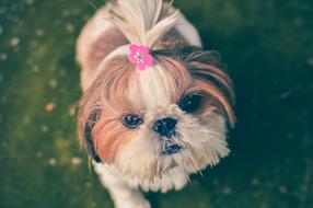 cute dog with a ponytail on his head, close-up