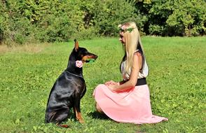 Doberman Dog Rose Blonde