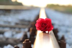 Red Rose On Rail Lost