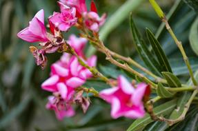 Close Up photo of Pink Flowers in garden