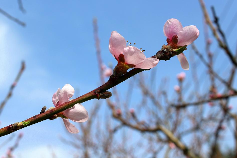 Sad Peach Blossom