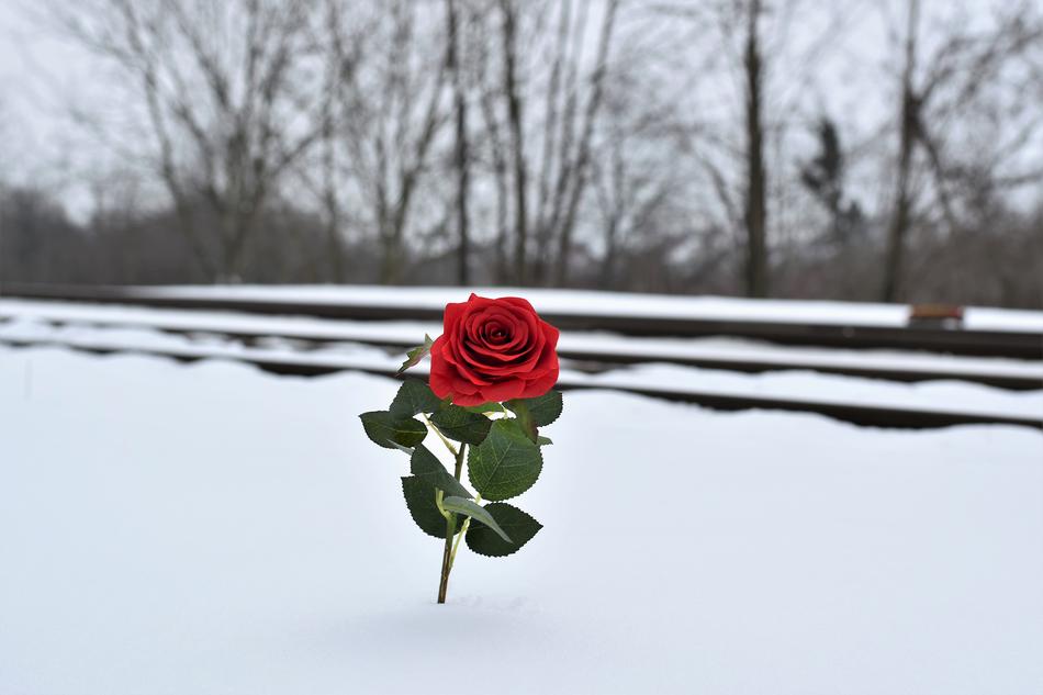 photo of a red rose in the snow