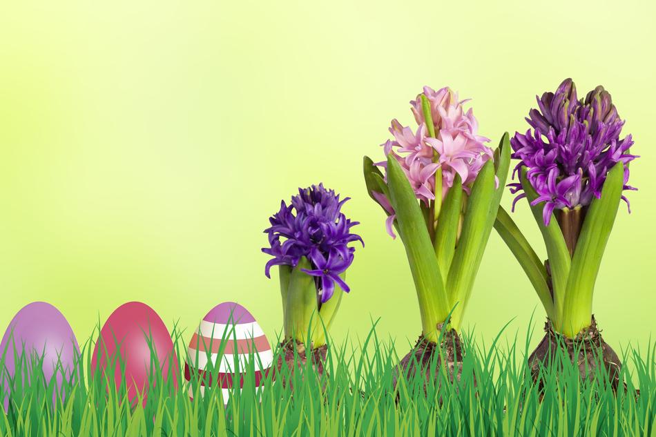 Easter Grass flowers