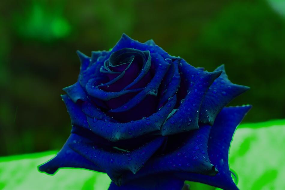 Rosa Rain drop Blue