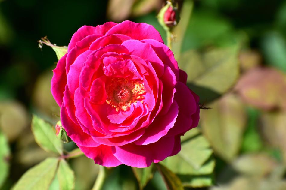 red open Rose Blooming on sunlight