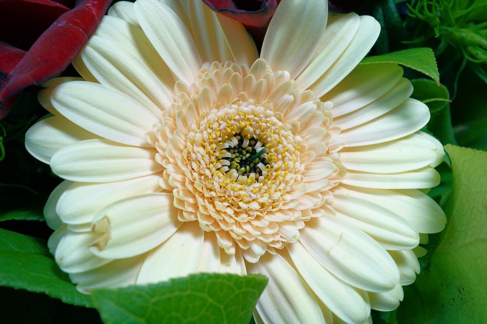 large white gerbera