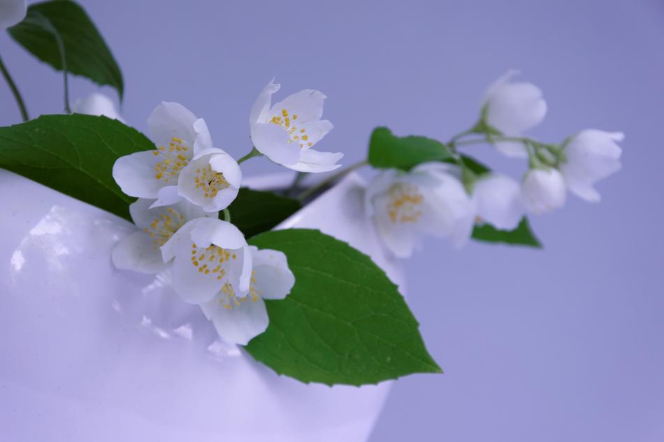 fragrant jasmine branch in a vase on white