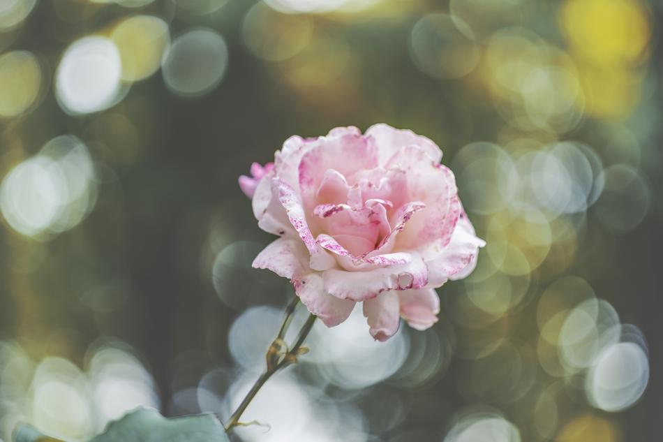 Flowers Rose Flora cute