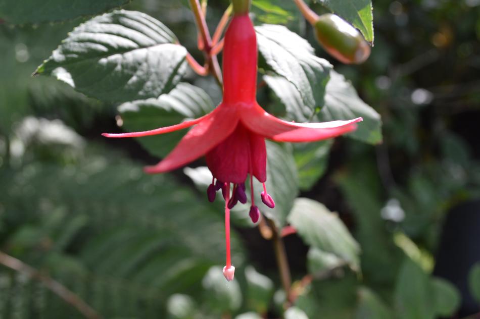 macro view of star Red Blossom