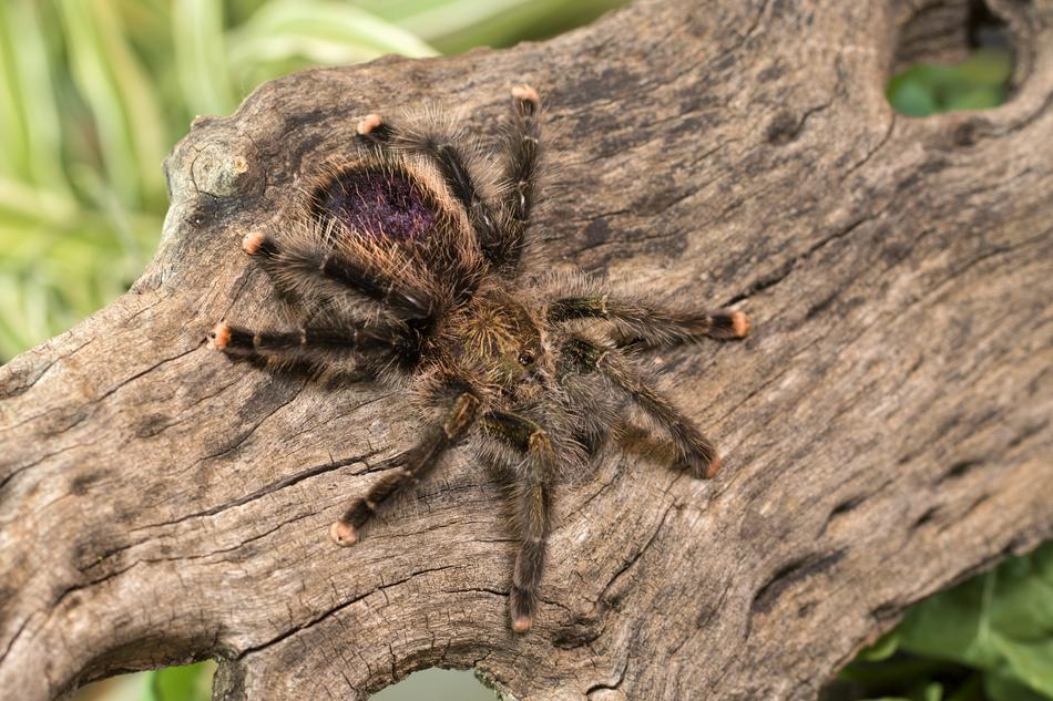 Tarantula Spider Creepy tree