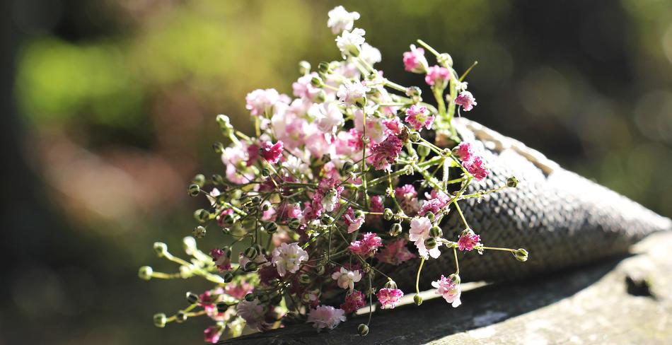 Close-up of the bag of the beautiful and colorful Gypsophila Seeds, at blurred background