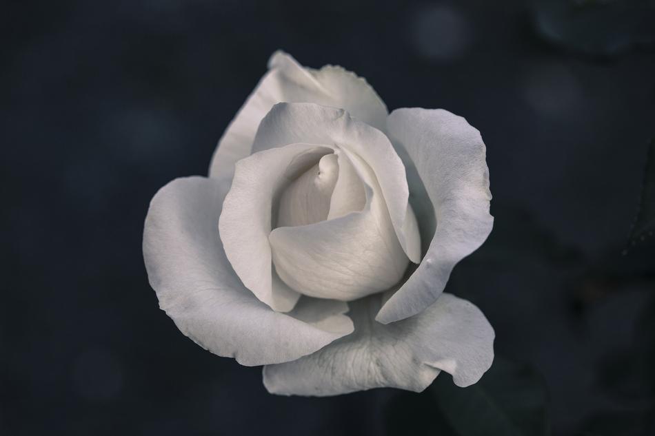 white Rose at black background