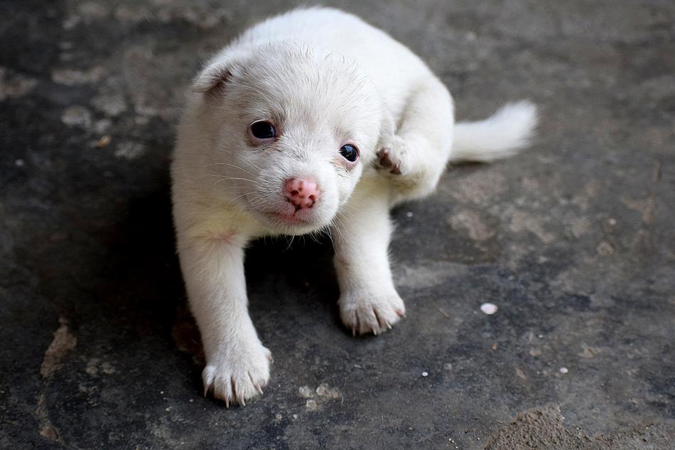 Pup Dog Pet white
