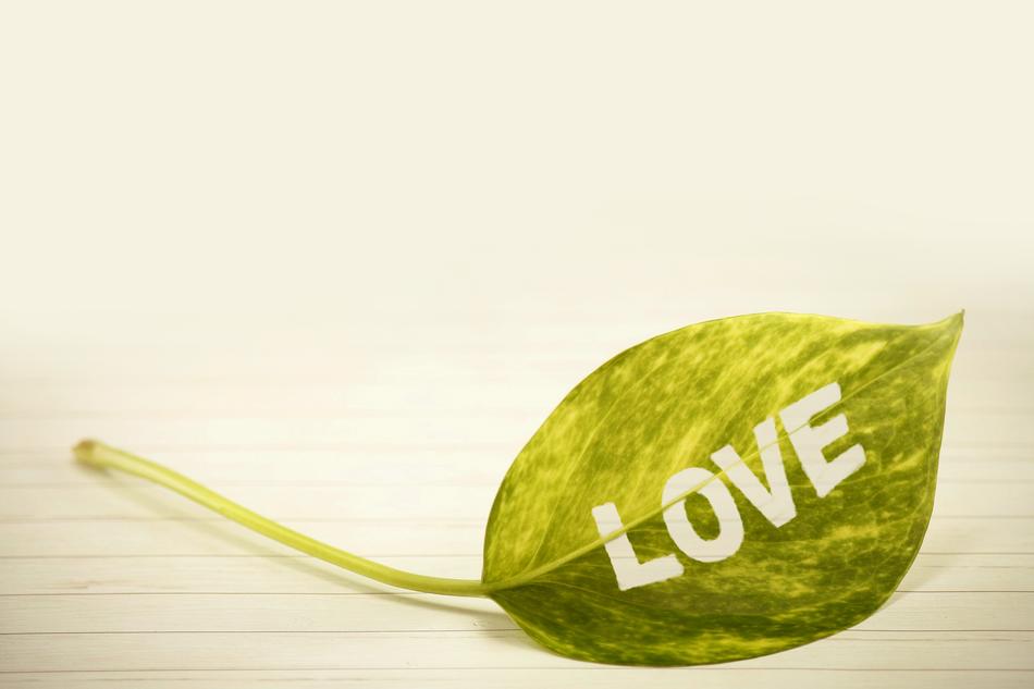 Green leaf of different shades, with white 'LOVE' word, in light