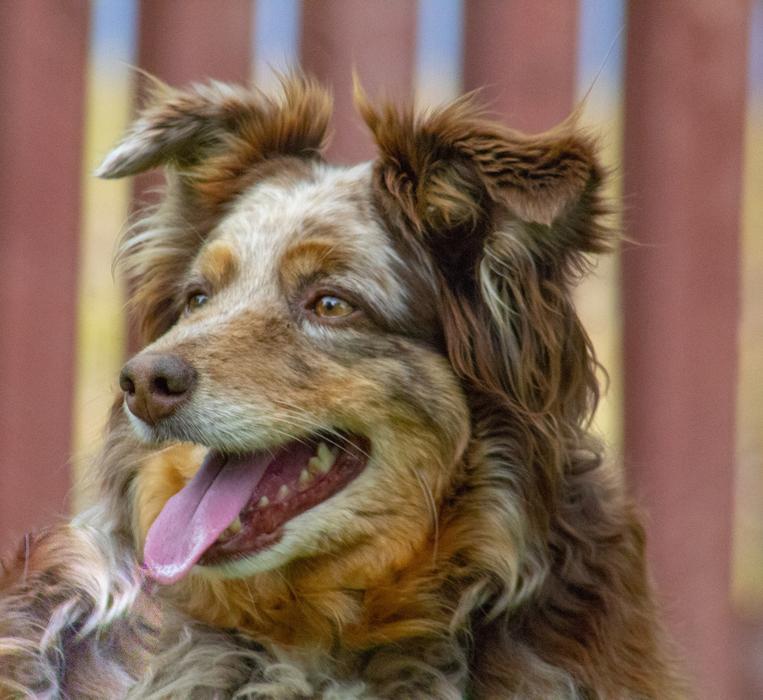 brown dog with pink tongue on blurred background