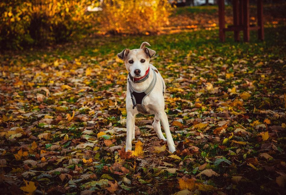 Dog red orange leaves