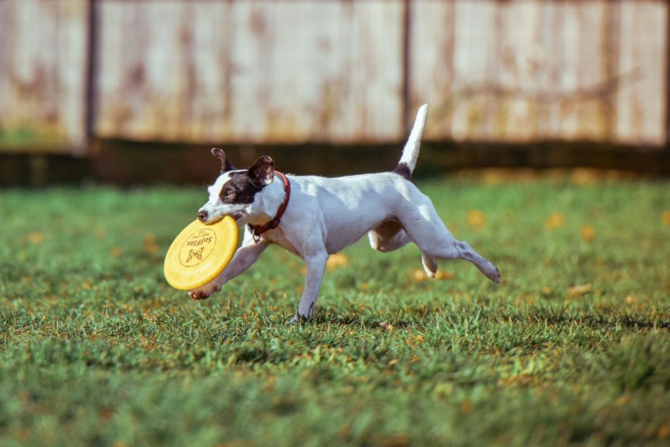Animal Canine play