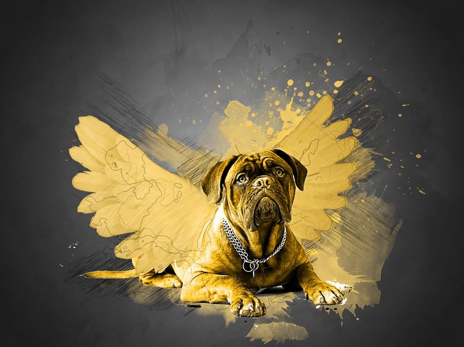 dog yellow animal clipart