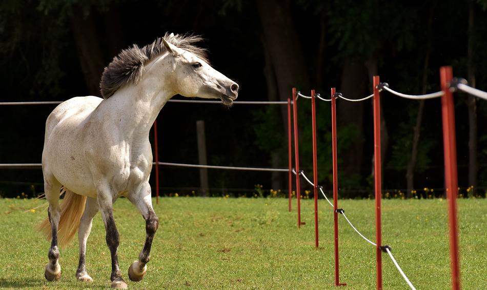 horse on a green meadow behind a fence