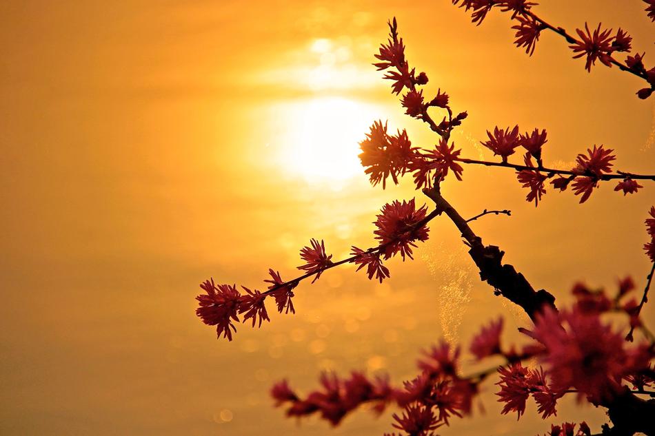 Sunset Nature flowers