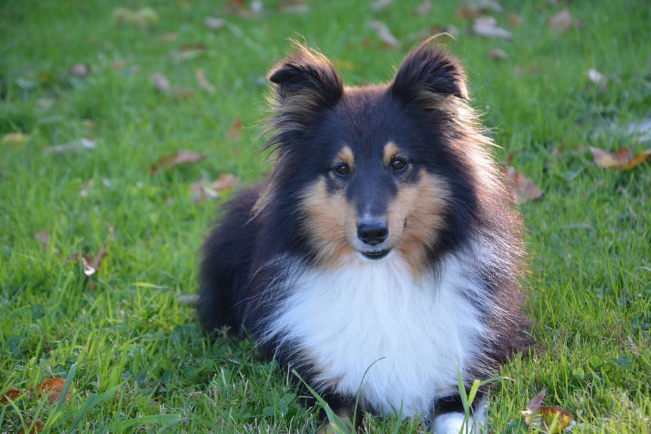 shetland sheepdog resting on lawn