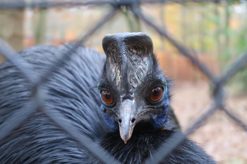 Cossowary Bird