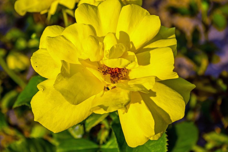 yellow Rose at Summer