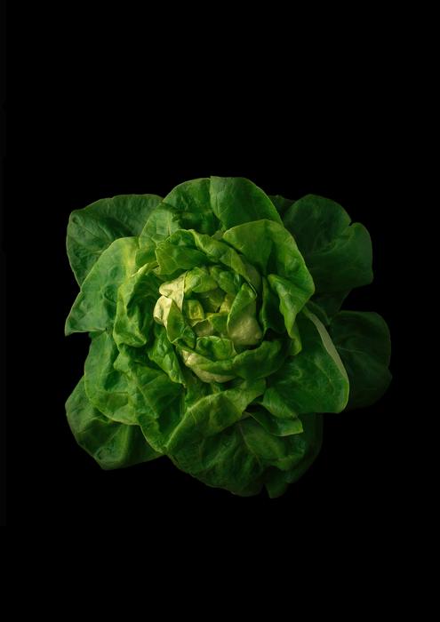 Lactuca sativa, green lettuce at black Background