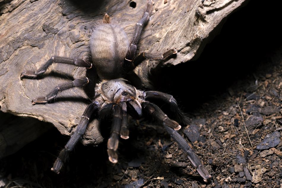 Close-up of the Cyriopagopus spider, on the ground