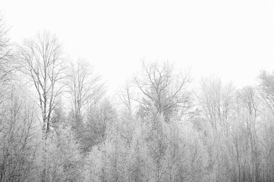 Beautiful, snowy trees in autumn, at white sky on background