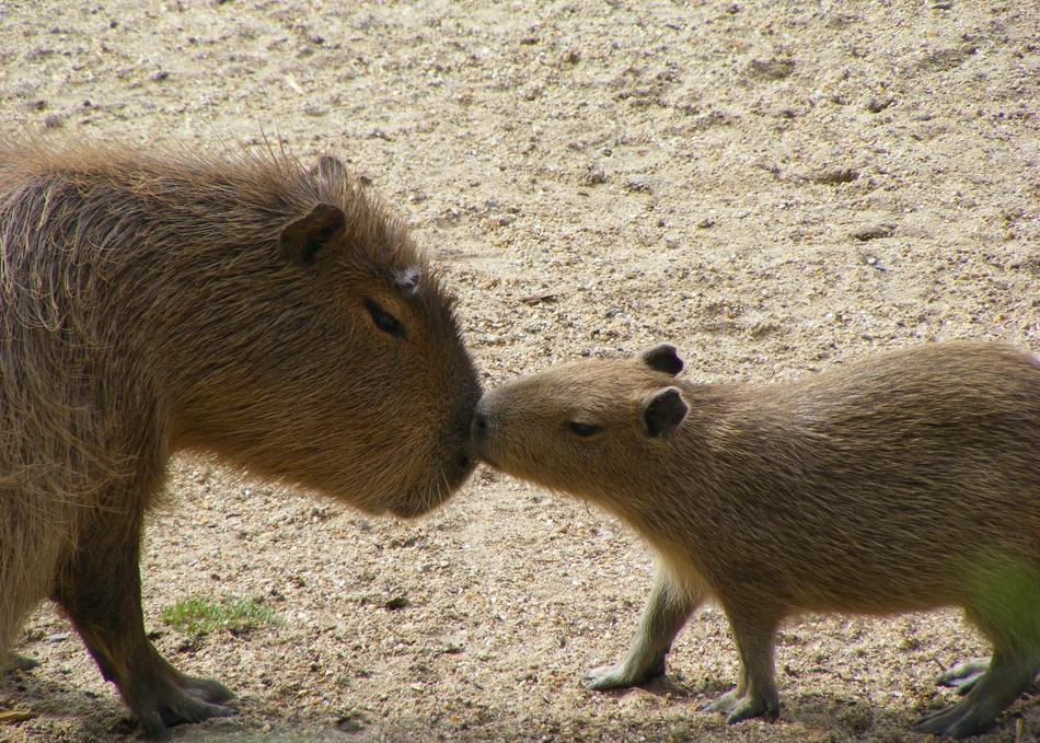 kiss of wild animals