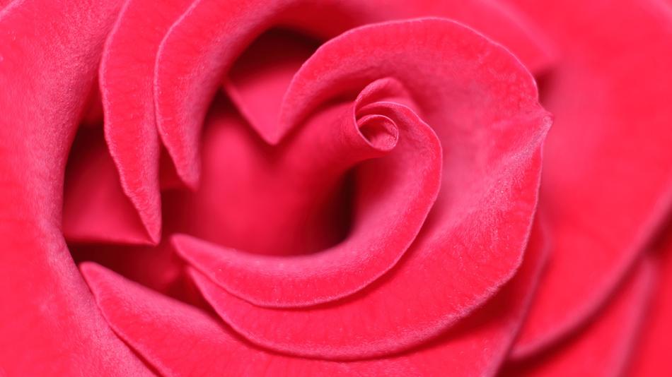 closeup picture of bright pink Rose