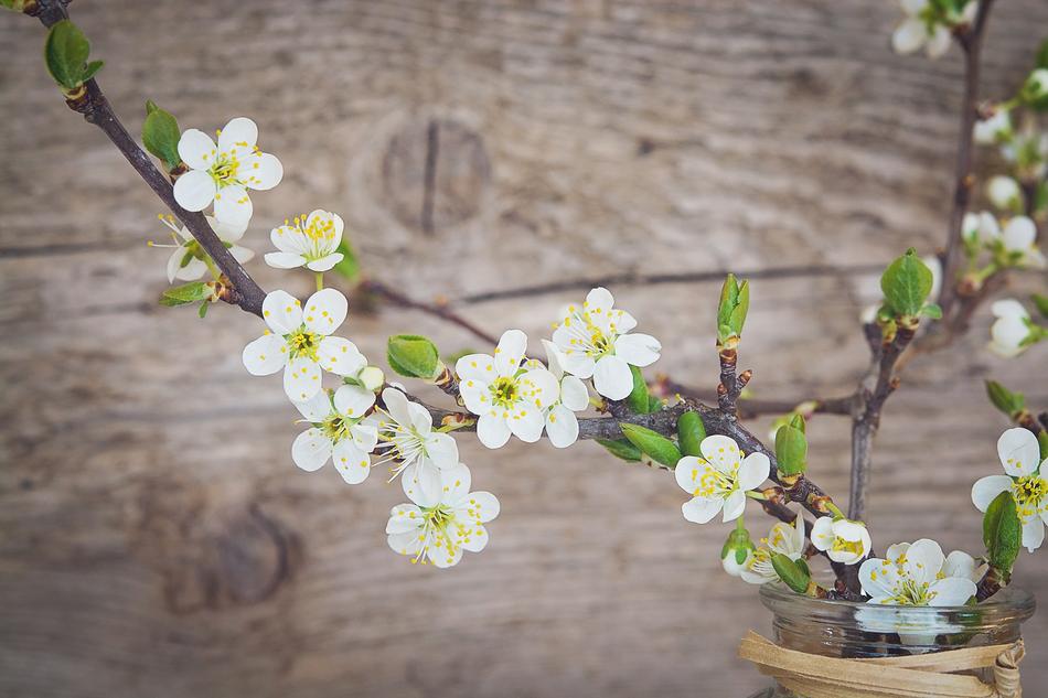Cherry Blossoms at weathered wooden background