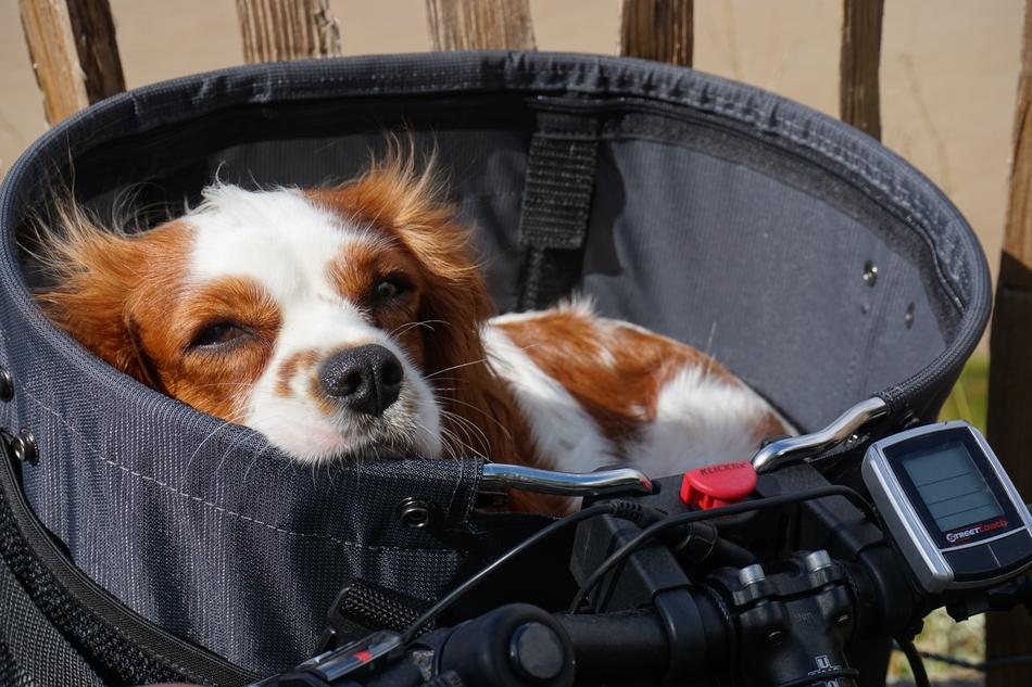 Portrait of Cute Dog in basket on bike