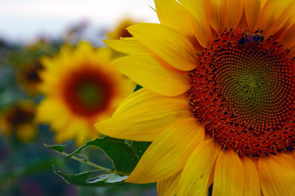 Beautiful and colorful sunflowers, with the green leaves, at blurred background