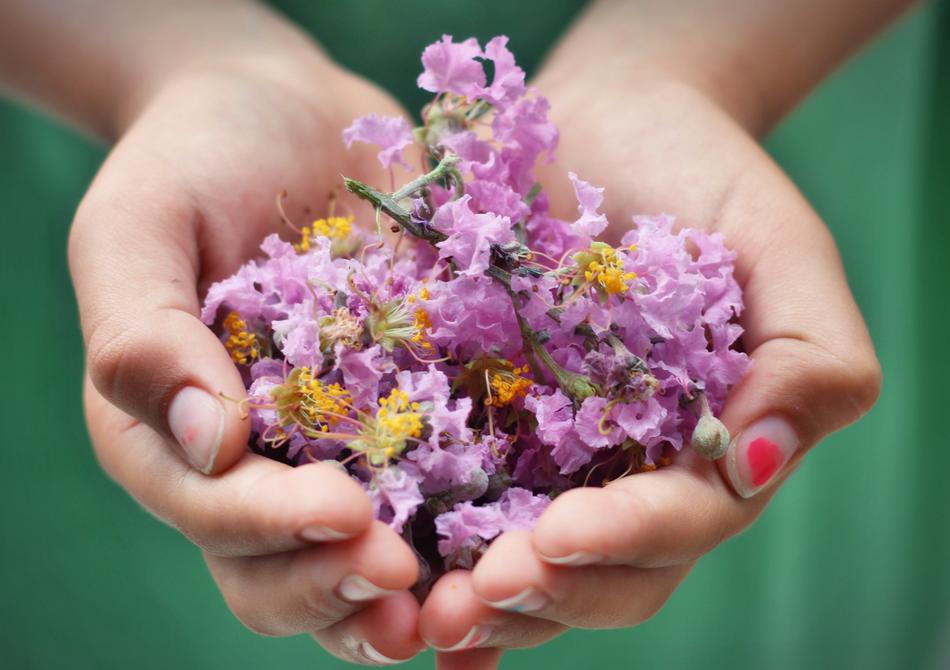 Beautiful, purple and yellow flowers in the hand of a child